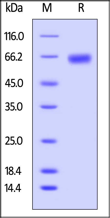 Biotinylated Human ROR1, Avi Tag on SDS-PAGE under reducing (R) condition. The gel was stained overnight with Coomassie Blue. The purity of the protein is greater than 95%.